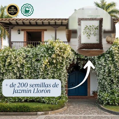 200 SEMILLAS DE JAZMÍN - LA FLOR PERFUMADA 🌼