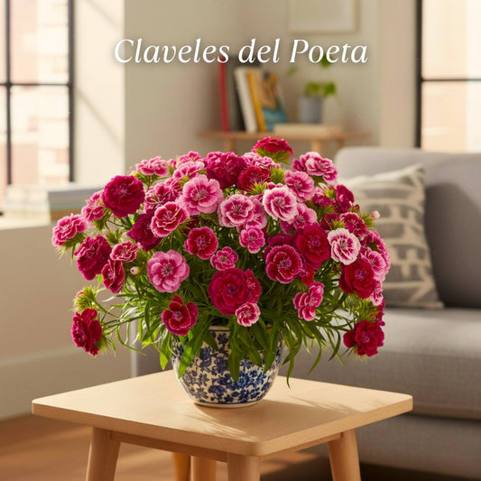 SEMILLAS DE CLAVEL POETA 🌺 - Incluye guía de 30 ideas y tips de cómo usar tus claveles y decorar espacios 📖